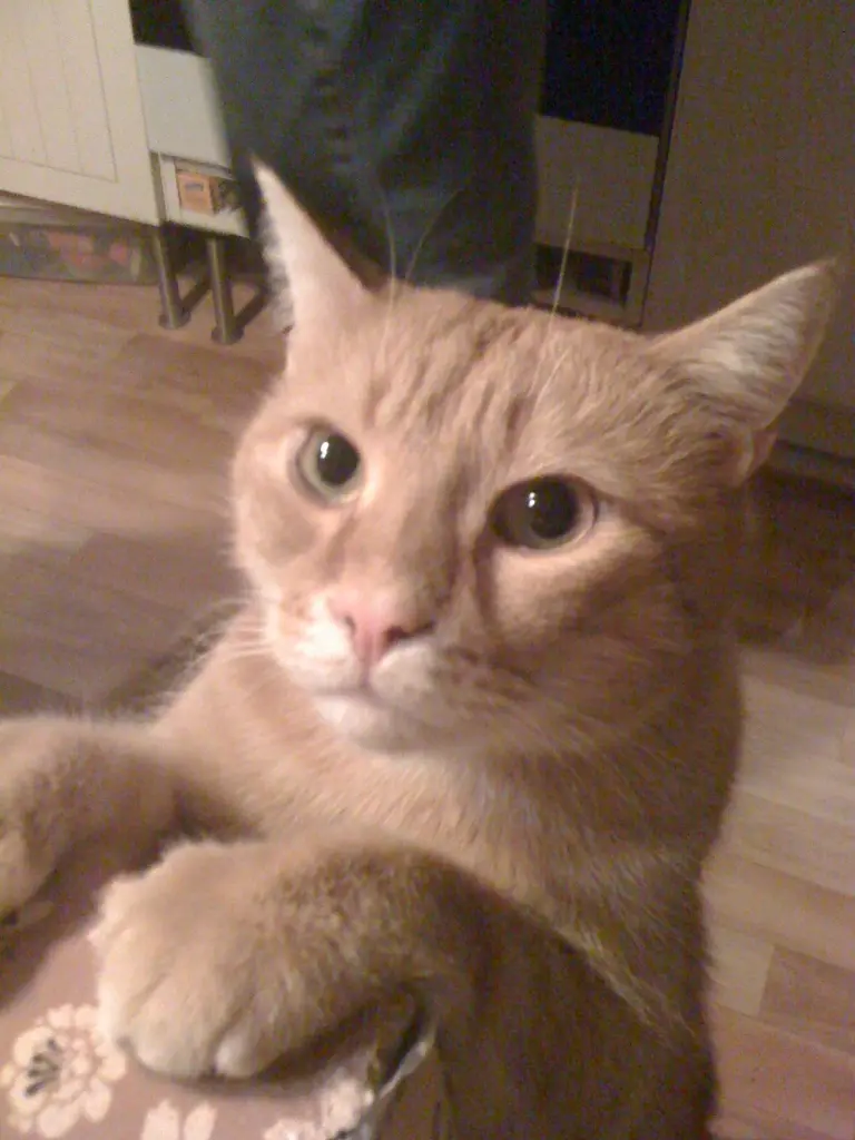 Image from Lenni