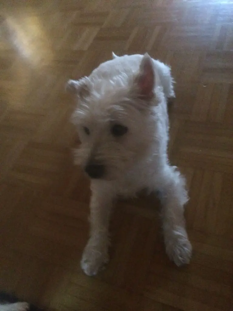 Image from Fee