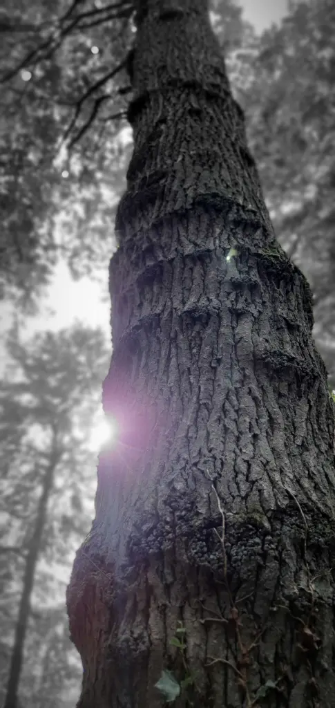 Image from Drago