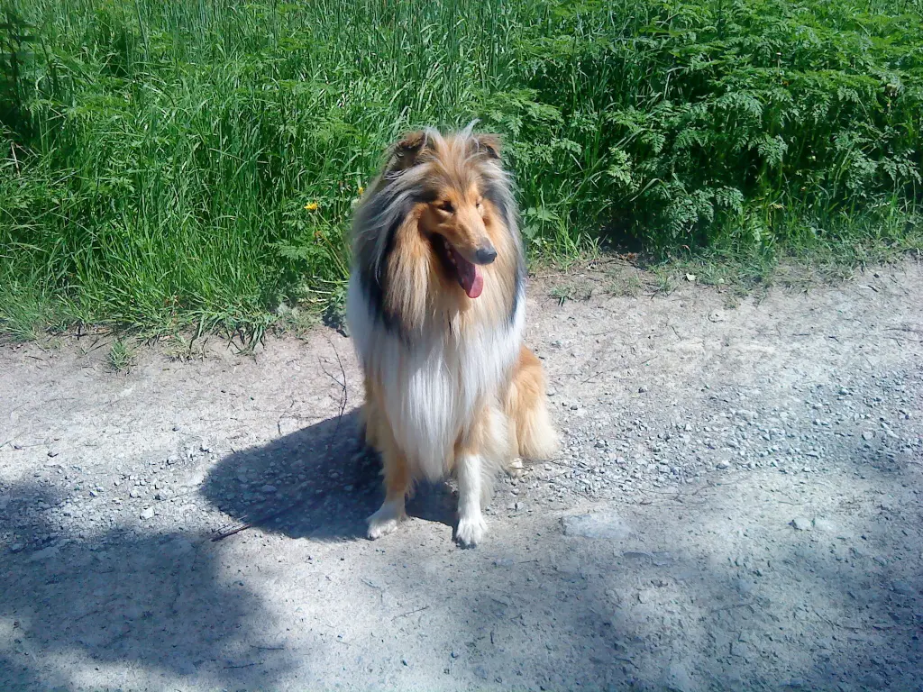 Image from Vincent