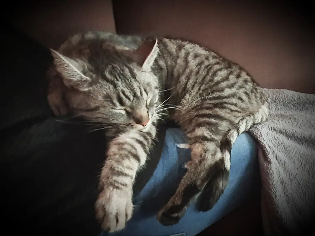 Image from Minou
