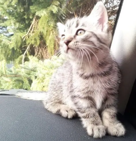 Image from Minou
