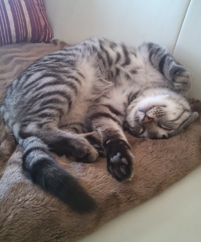 Image from Minou