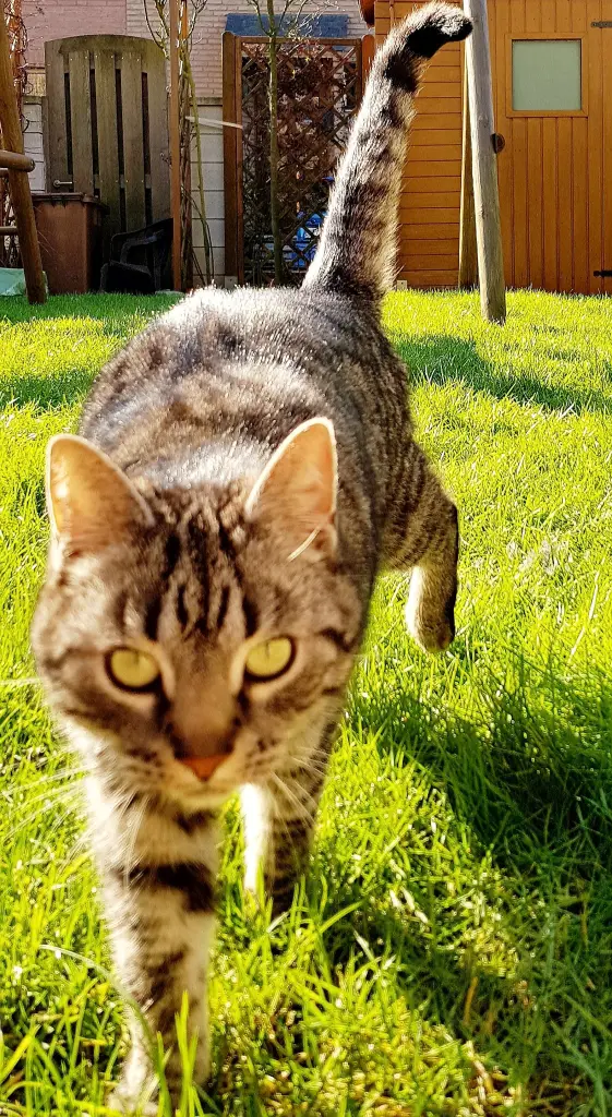 Image from Minou
