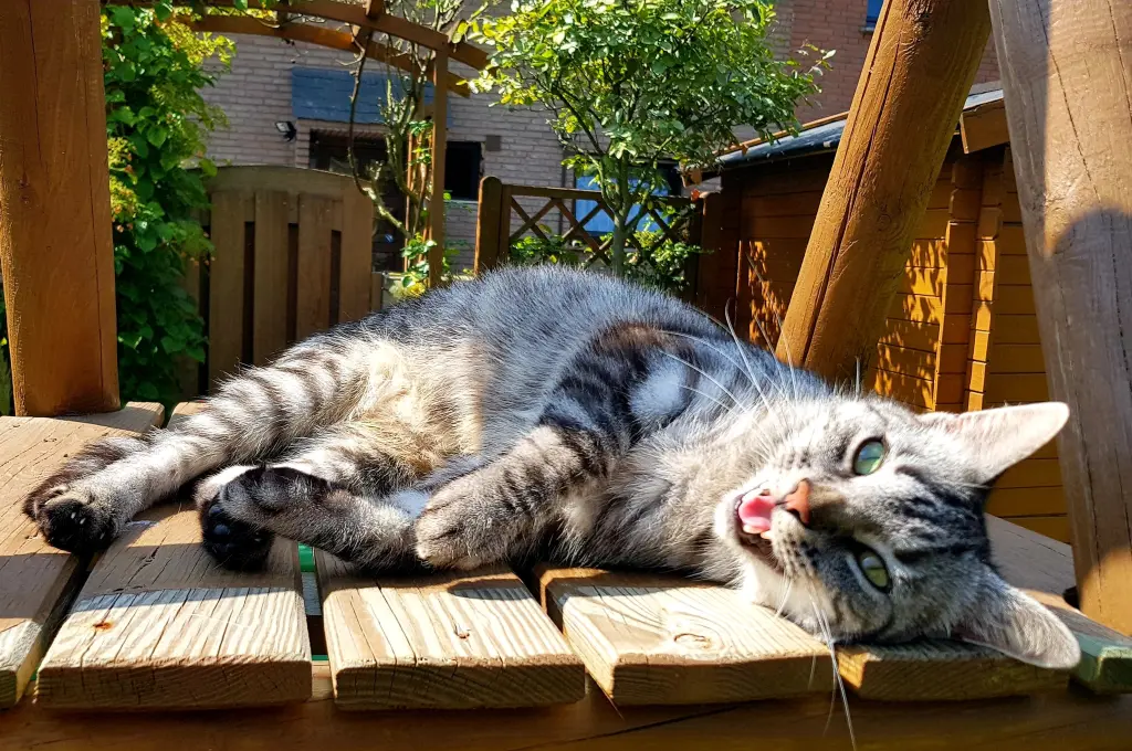 Image from Minou
