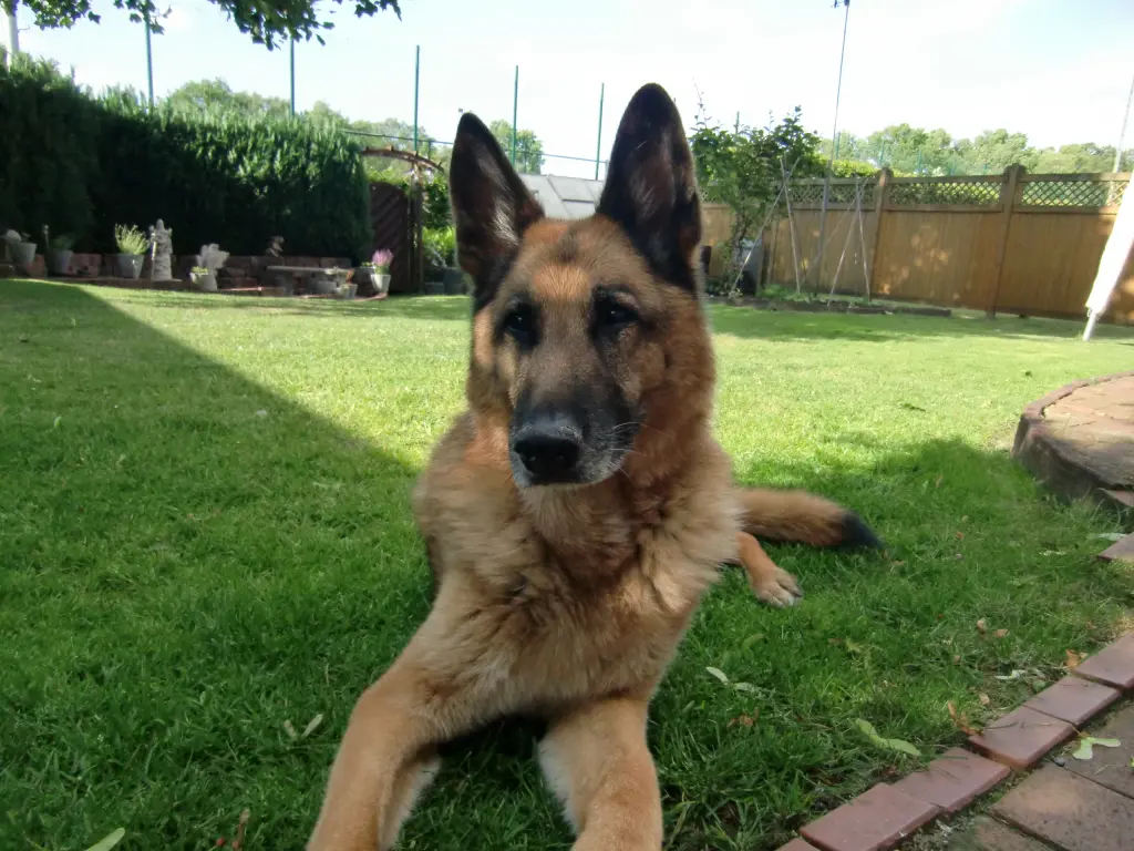 Image from Laros