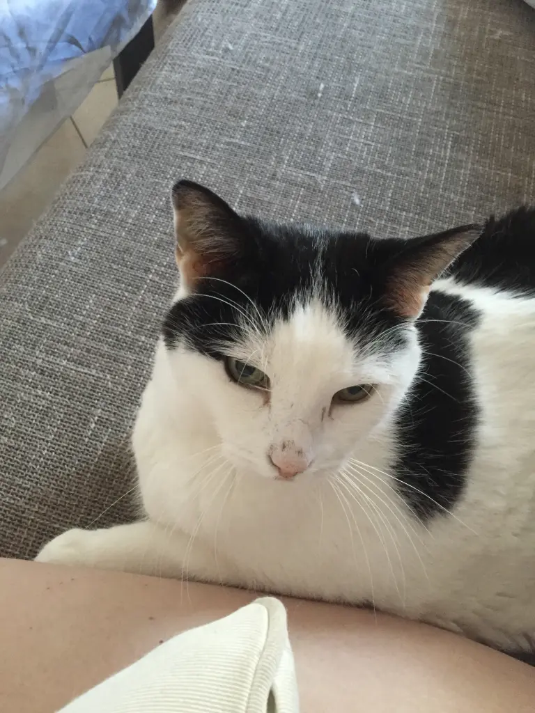Image from Finn