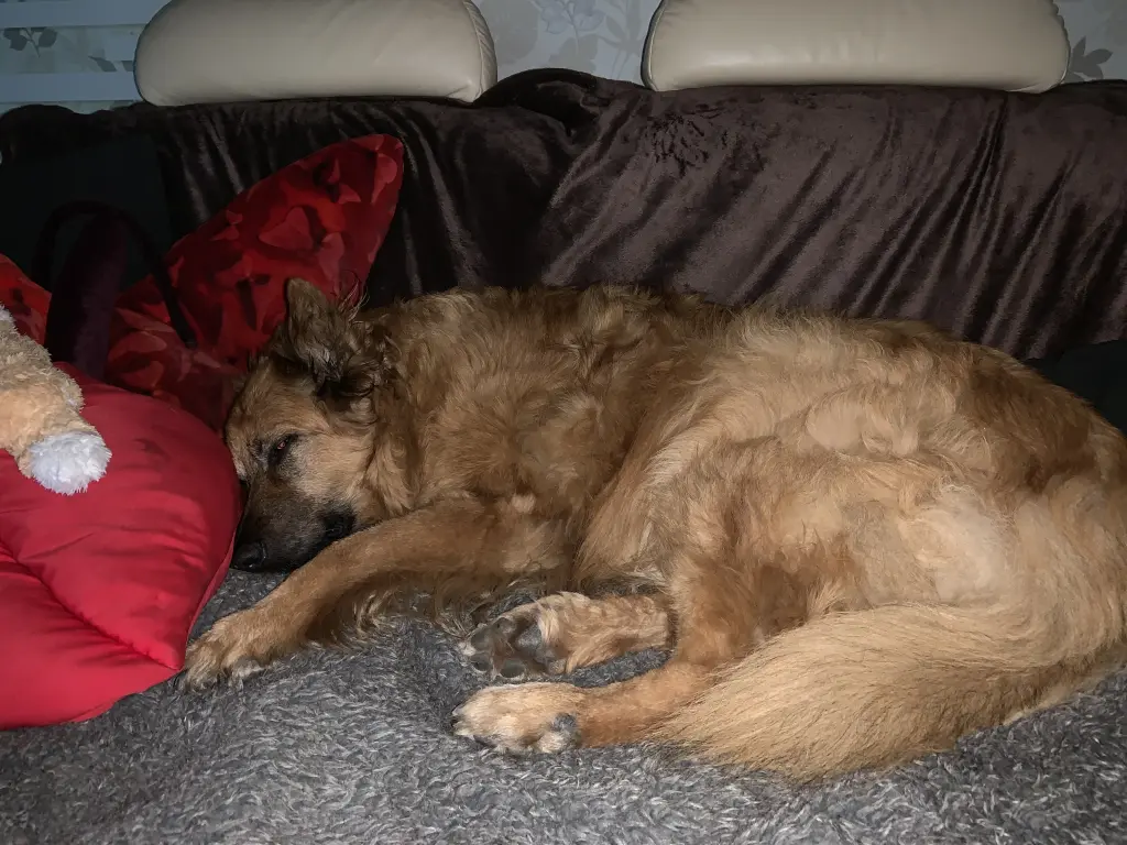 Condolence image of Renate Natale