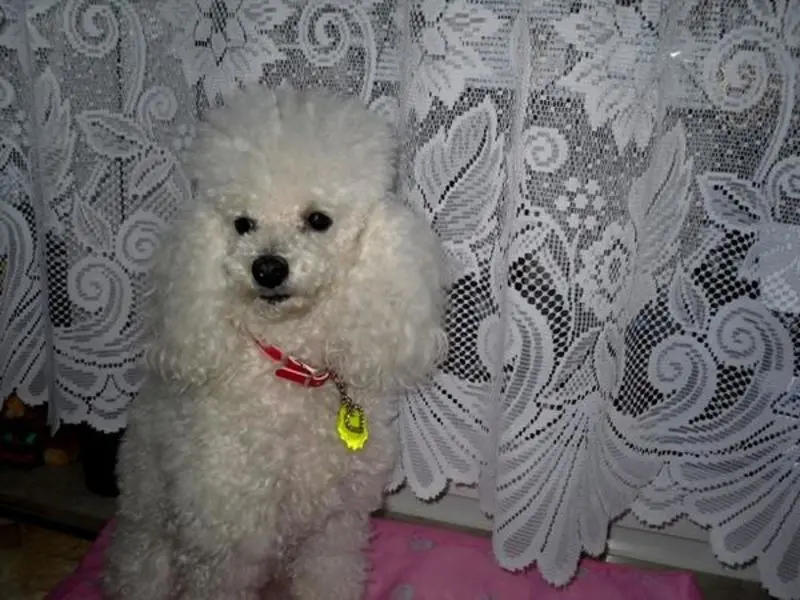 Condolence image of Angela für meine Geliebte kleine Mädchen CHERI ❤✨