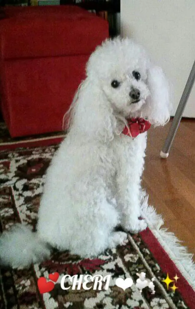 Condolence image of Angela für meine Geliebte kleine Mädchen CHERI ❤