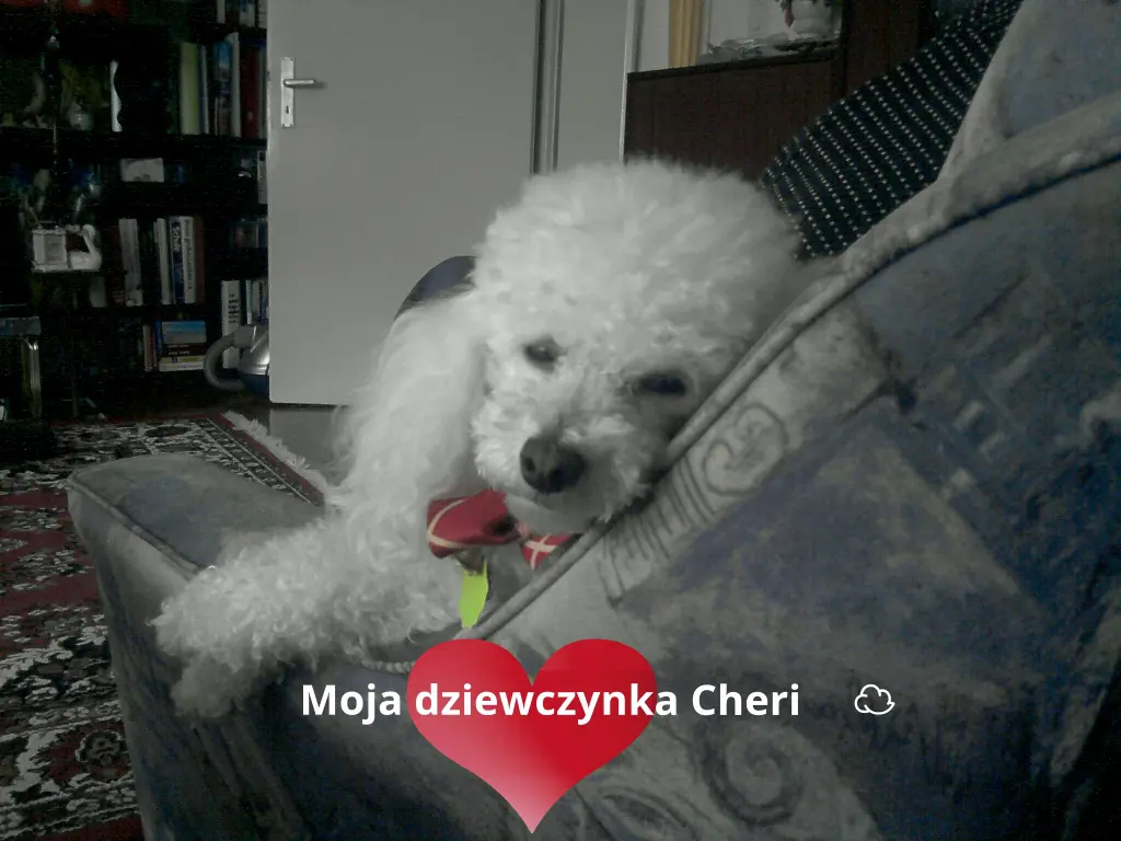 Condolence image of Für DICH Mein kleiner Engel CHERI ❤✨