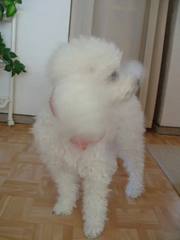 Condolence image of Angela für meine kleine Geliebte Mädchen CHERI ❤✨