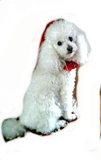 Condolence image of Angela für meine kleine Geliebte Mädchen CHERI ❤✨