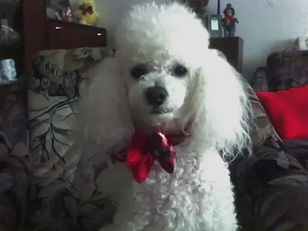 Condolence image of Angela für meine kleine Geliebte Mädchen CHERI ❤✨