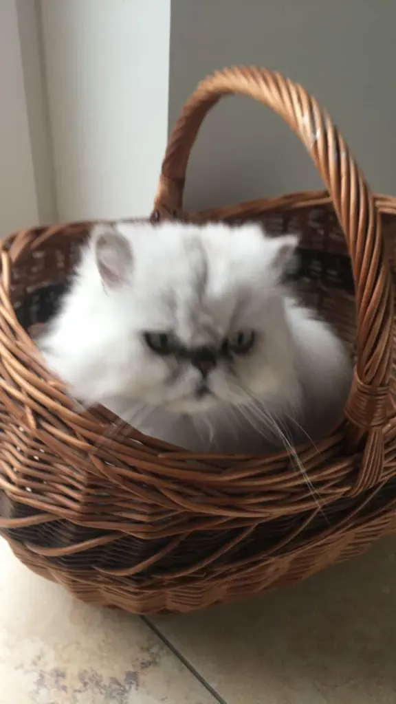 Image from Gizmo