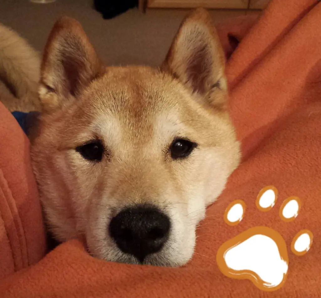 Image from Balou