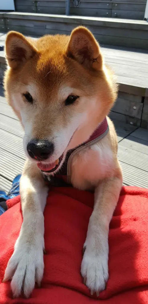 Image from Balou
