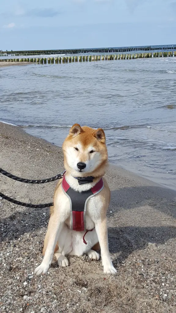 Image from Balou
