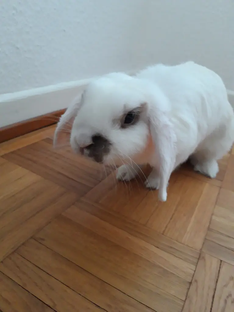 Bild von Watson