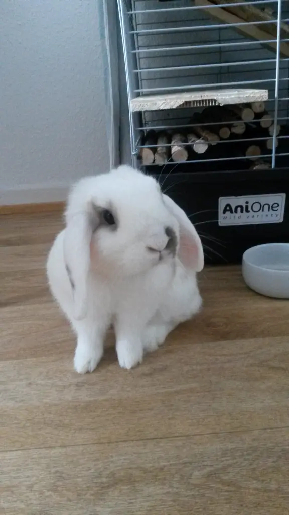 Bild von Watson