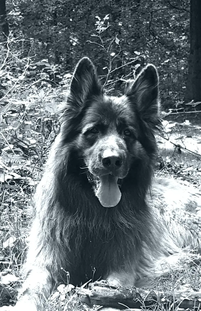 Condolence image of Rebekka