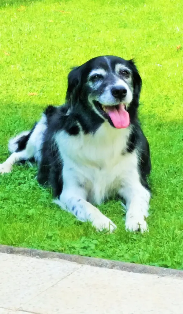 Andachtsbild von Brigitte mit Nelly im Herzen