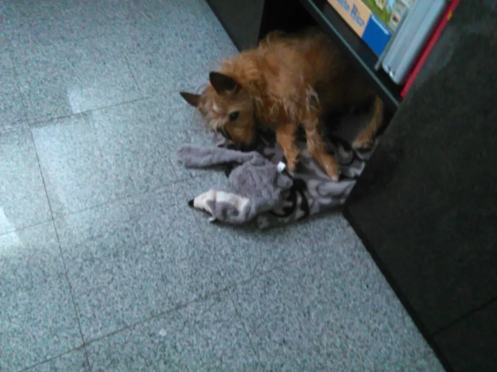 Image from Susi