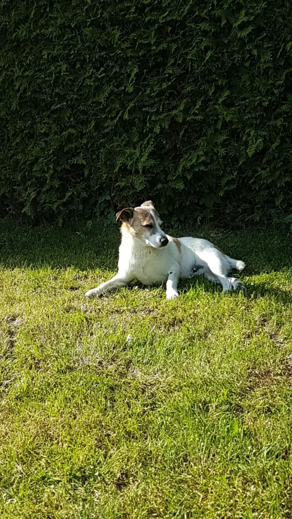 Image from Monty