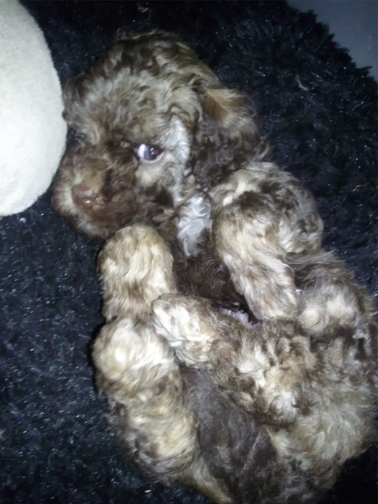 Image from Alfi