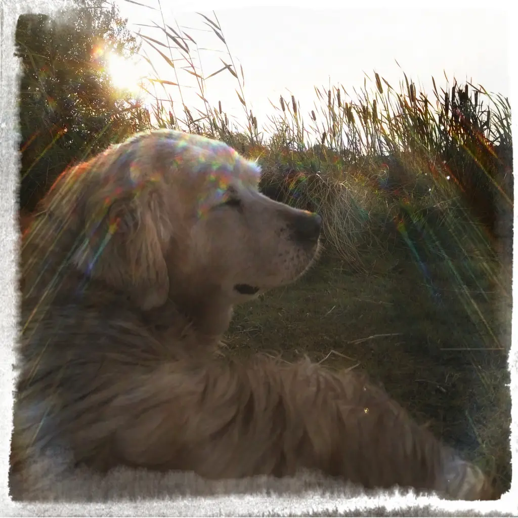 Image from Giny