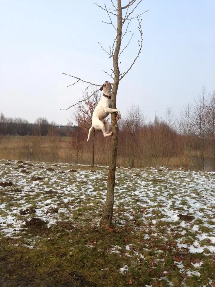 Image from Cujo