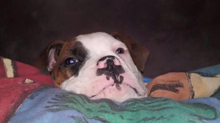 Image from Cujo