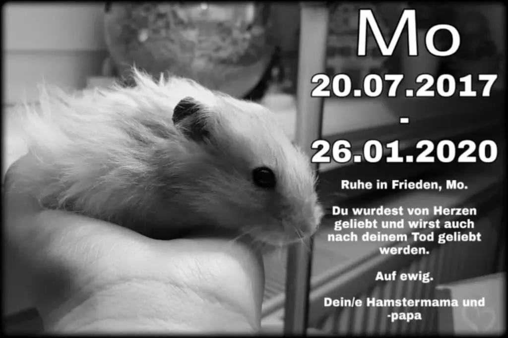 Image from Mo