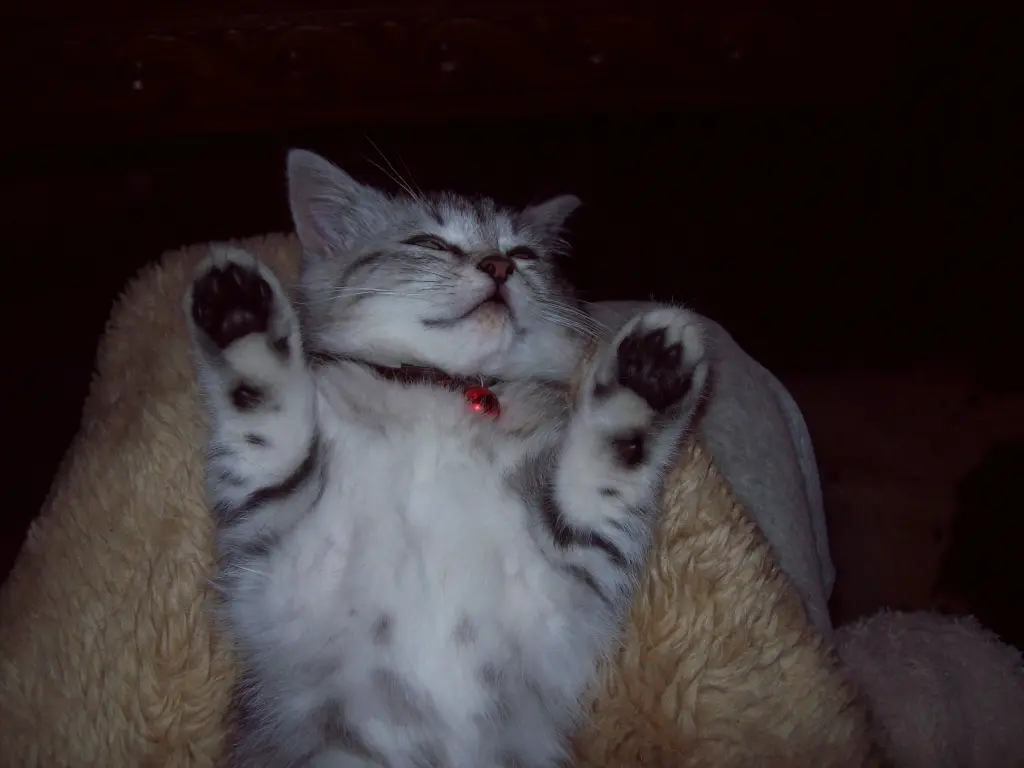 Image from Tabby