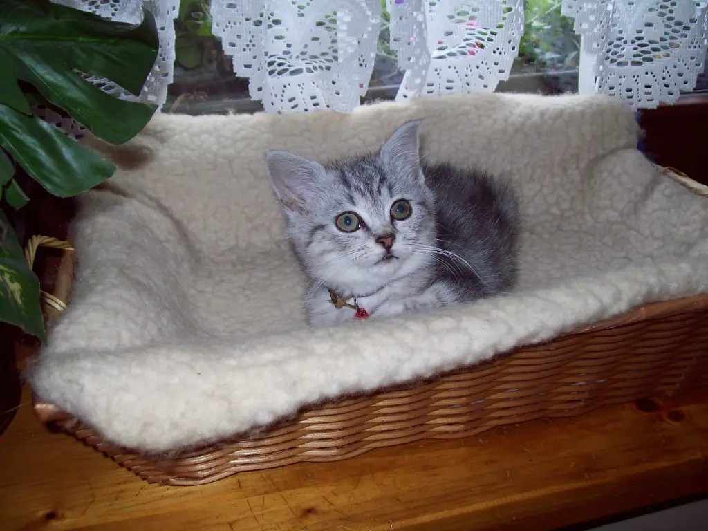 Image from Tabby