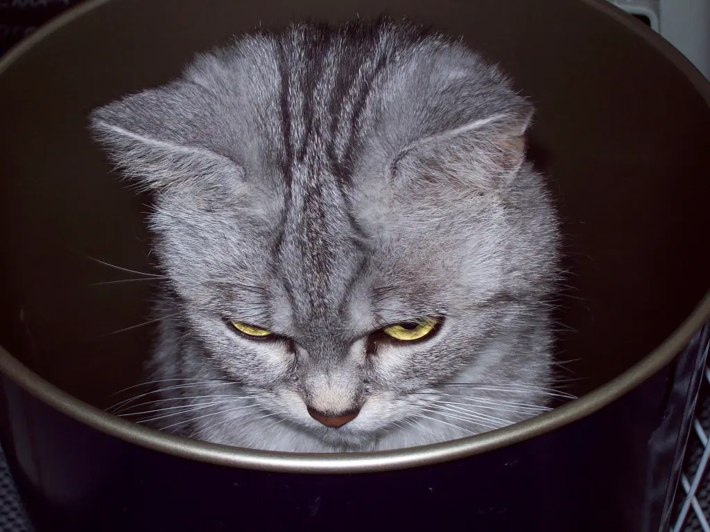 Image from Tabby