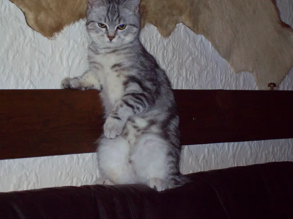 Image from Tabby
