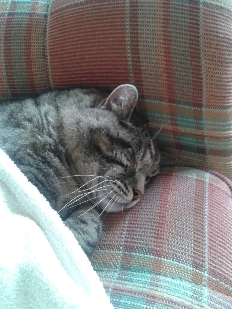 Condolence image of Josefine