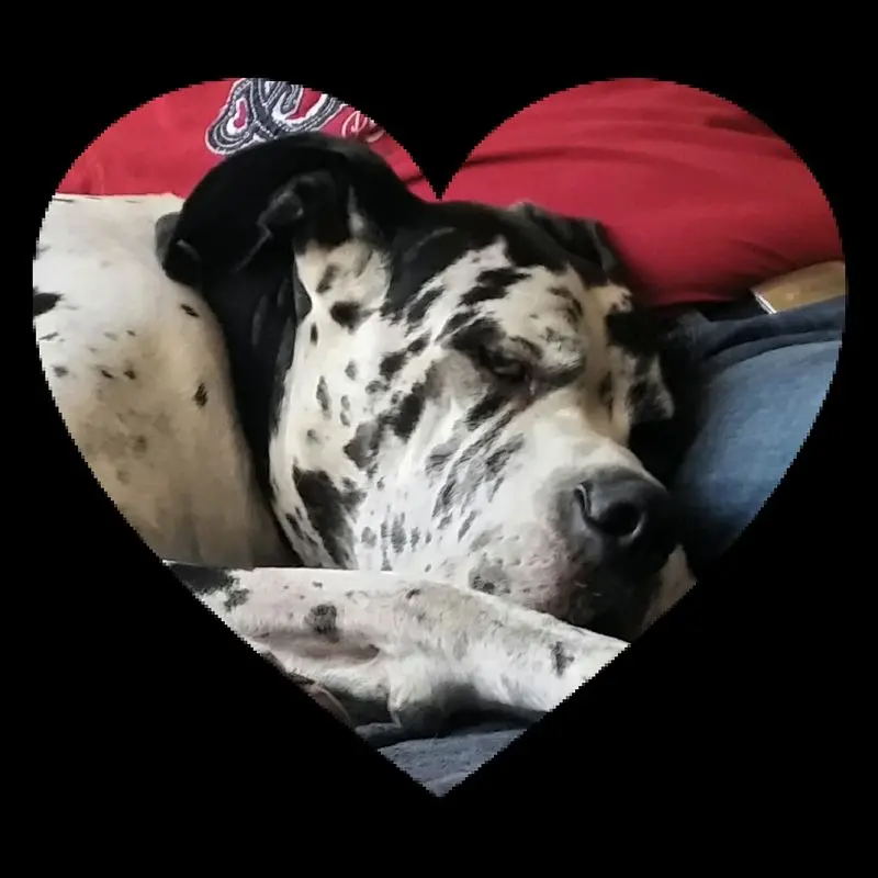Condolence image of Daniela mit Sniper im Herzen