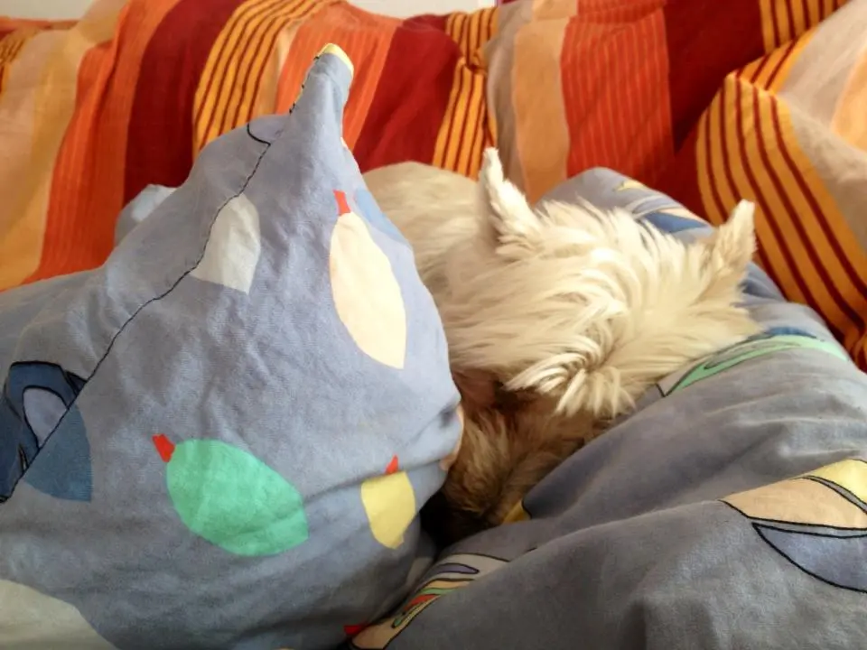 Image from Quieny ( NUNU)