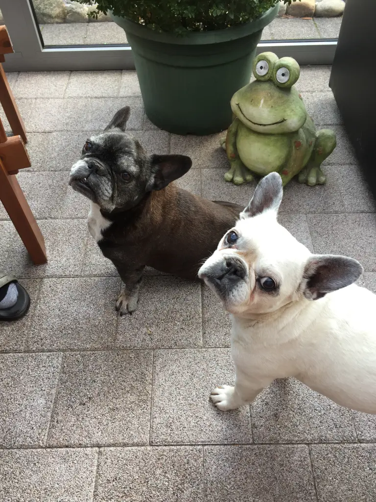 Image from EMMA