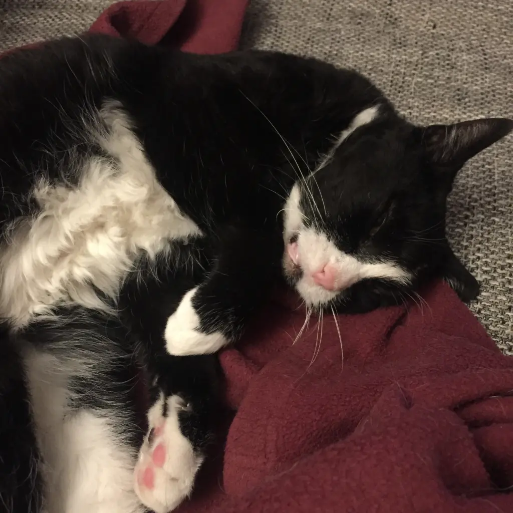 Image from Gismo
