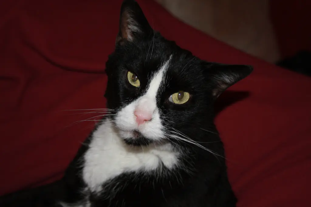 Image from Gismo