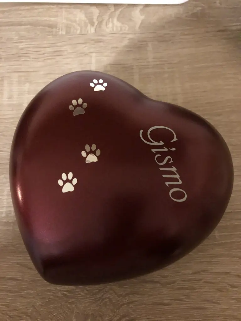 Image from Gismo