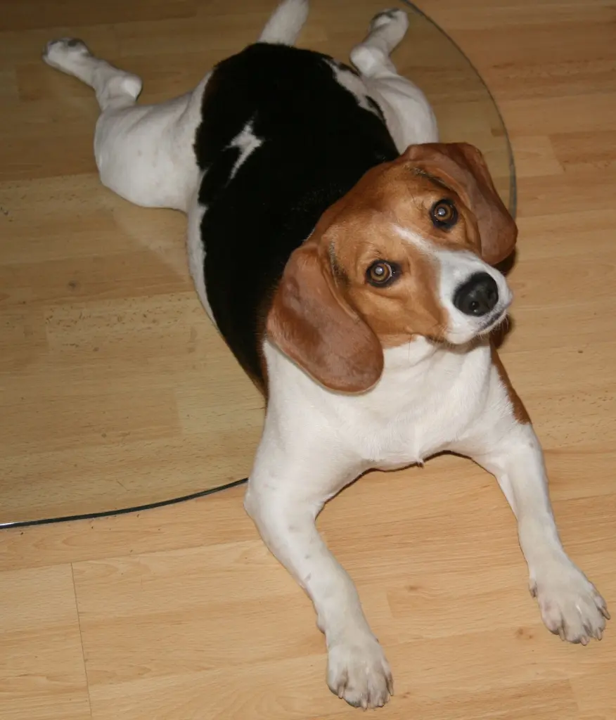 Image from Pepper