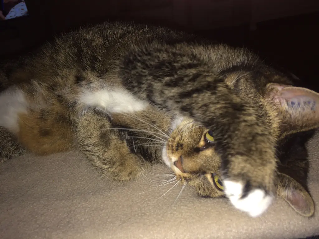 Image from Lilli