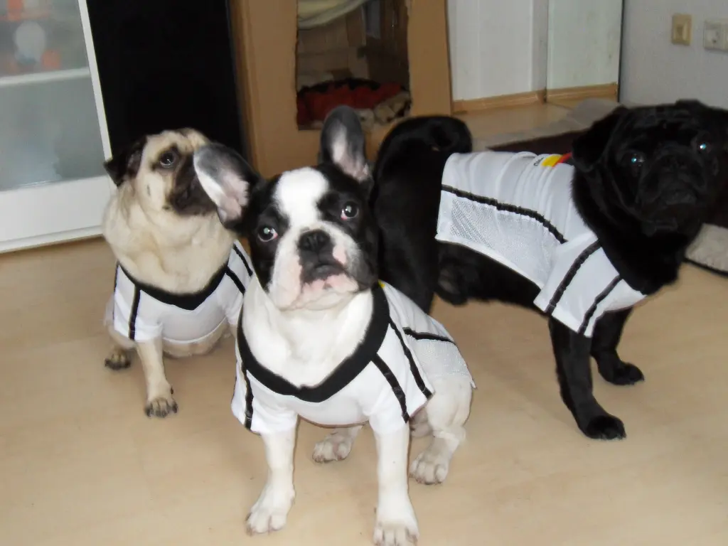 Condolence image of Carmen,Timmi, Betty und Nuri