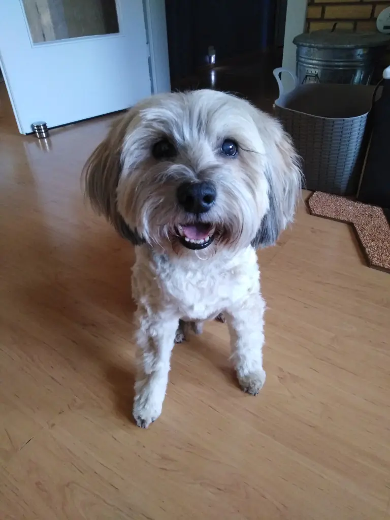 Bild von Balou