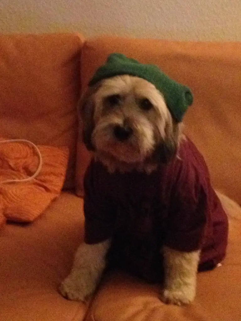 Bild von Balou