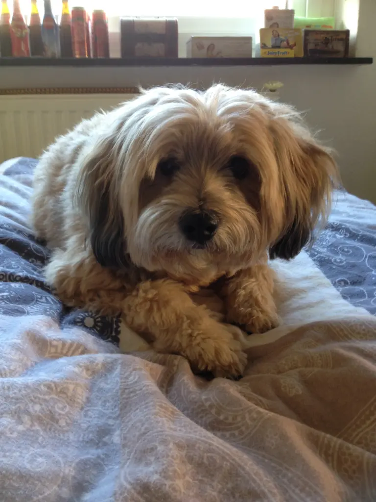 Bild von Balou